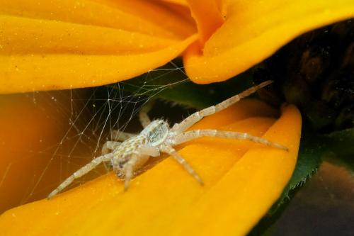 Philodromus dispar